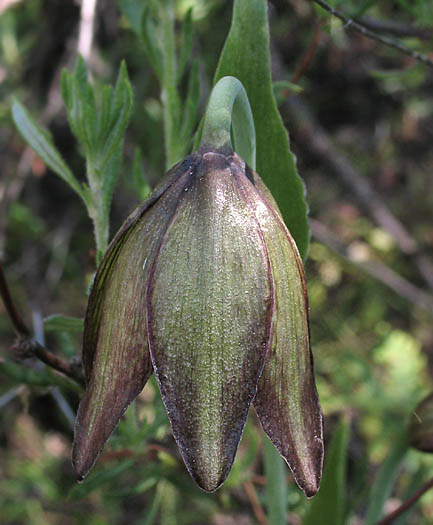 Detailed Picture 4 of Chocolate Lily