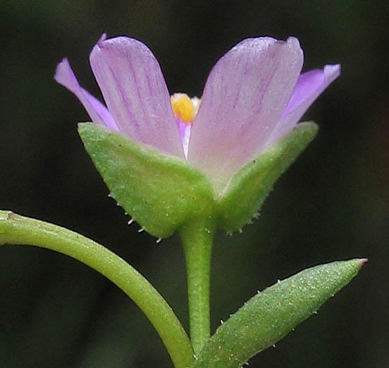 Detailed Picture 3 of Brewer's Red Maids