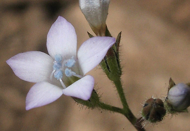 Detailed Picture 1 of Angel's Gilia