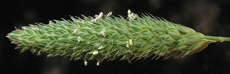 Detailed Picture 1 of Lesser Canarygrass