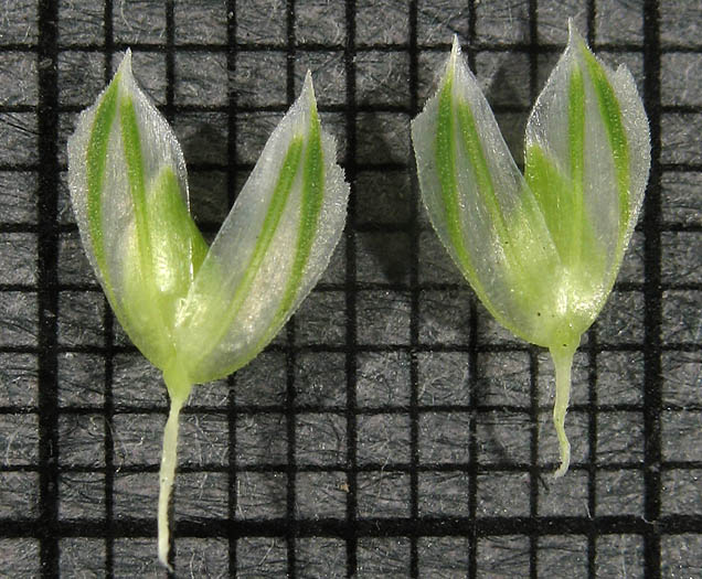 Detailed Picture 9 of Lesser Canarygrass