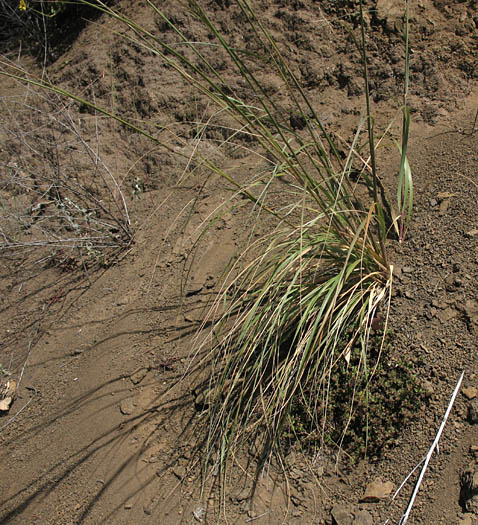 Detailed Picture 5 of Giant Stipa