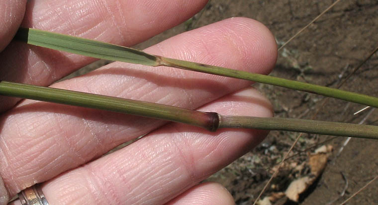 Detailed Picture 8 of Giant Stipa