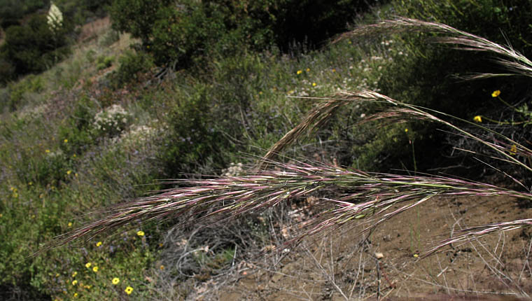 Detailed Picture 1 of Giant Stipa