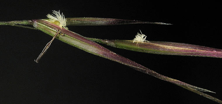 Detailed Picture 4 of Giant Stipa