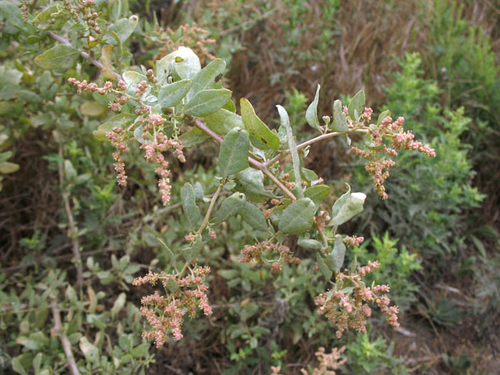 Detailed Picture 4 of Quail Bush