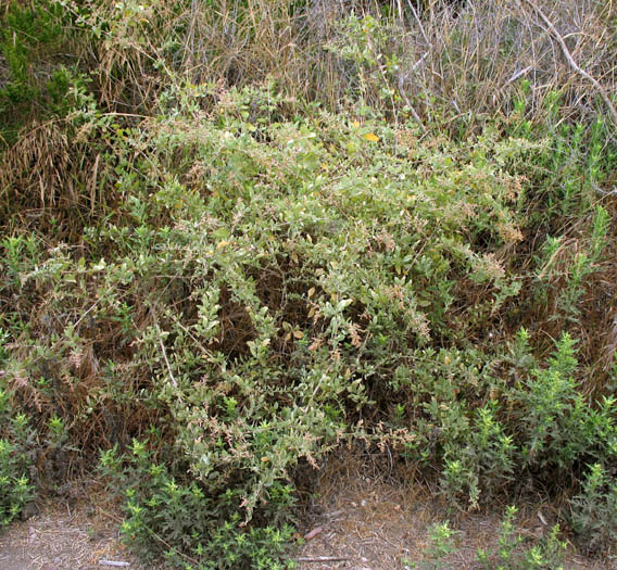 Detailed Picture 7 of Quail Bush