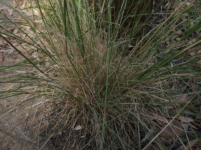 Detailed Picture 4 of Nodding Needlegrass