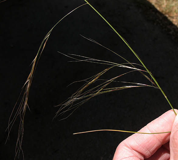 Detailed Picture 3 of Nodding Needlegrass