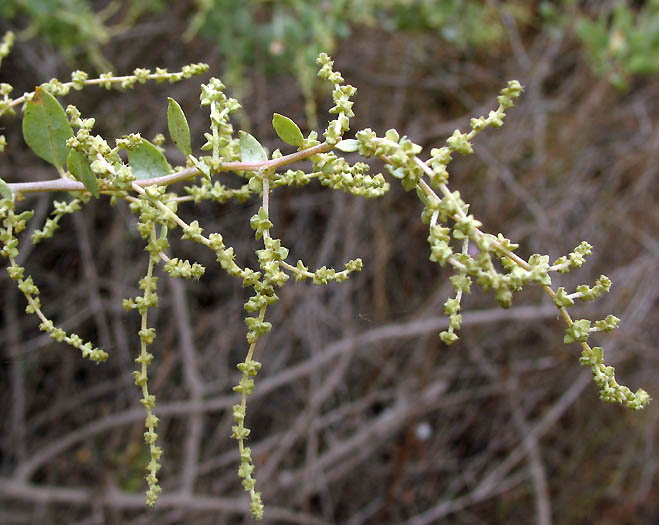 Detailed Picture 6 of Quail Bush