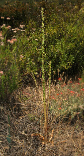 Detailed Picture 4 of Chaparral Rein Orchid