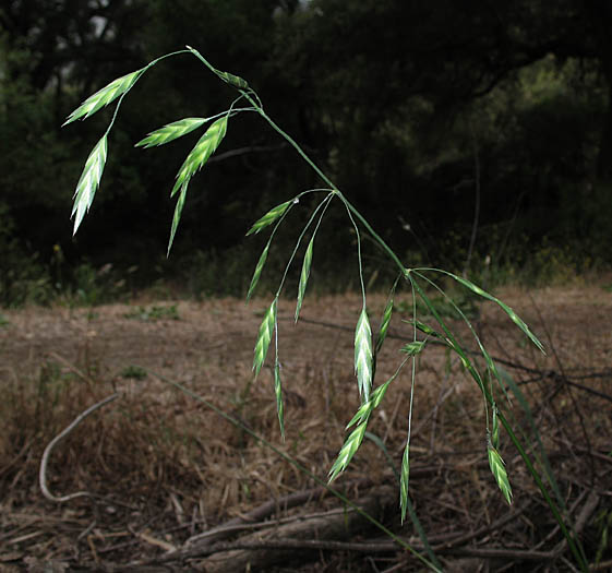 Detailed Picture 2 of Rescue Grass