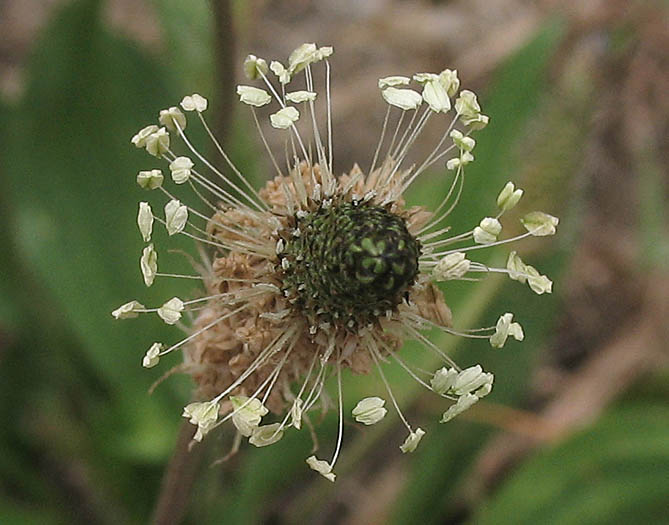 Detailed Picture 1 of English Plantain