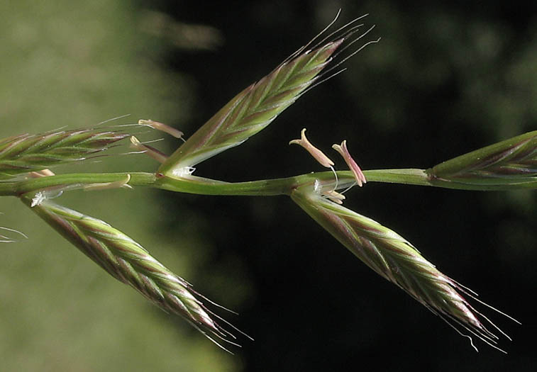 Detailed Picture 3 of Perennial Ryegrass