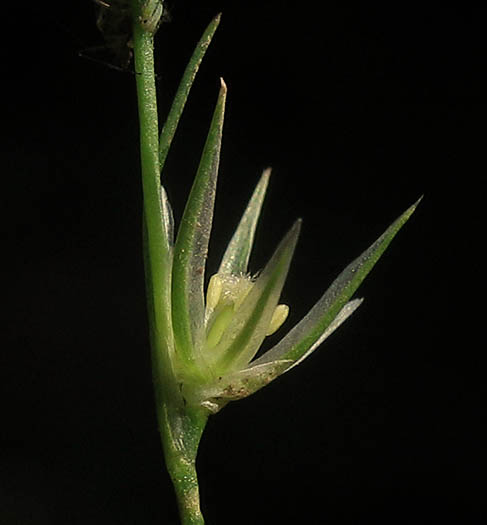 Detailed Picture 3 of Toad Rush