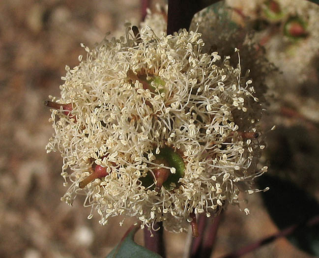 Detailed Picture 2 of Red Gum