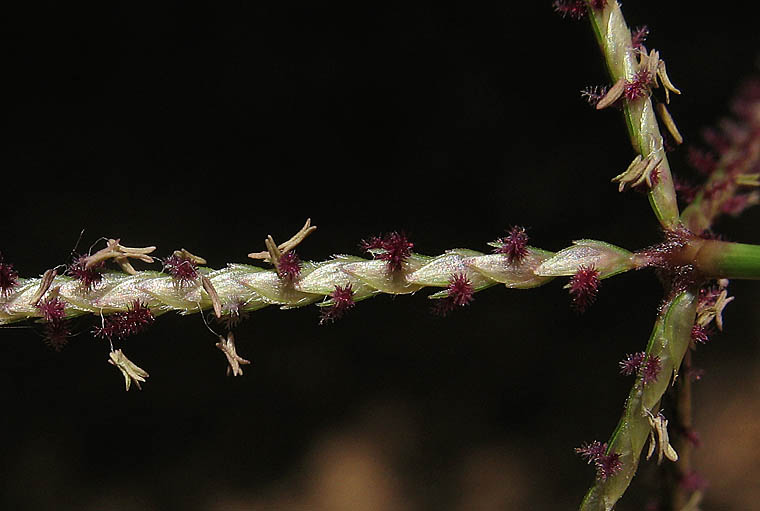 Detailed Picture 2 of Bermuda Grass