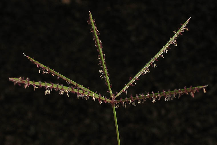 Detailed Picture 1 of Bermuda Grass