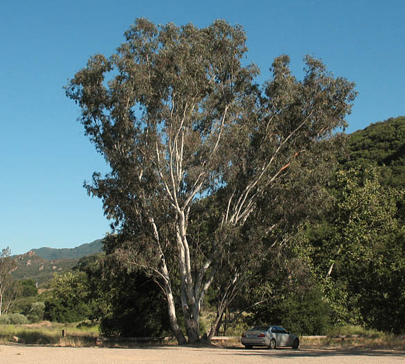 Detailed Picture 6 of Red Gum