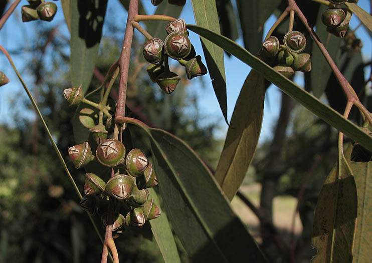 Detailed Picture 7 of Red Gum