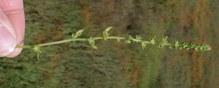 Detailed Picture 2 of Garden Beet