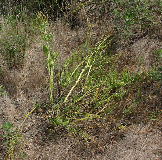 Detailed Picture 4 of Garden Beet