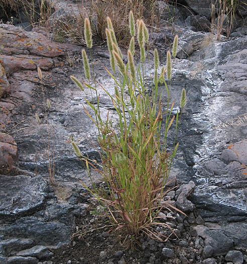 Detailed Picture 5 of Rabbitsfoot Grass