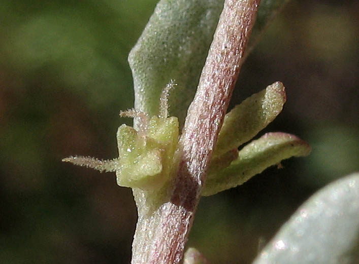 Detailed Picture 2 of Quail Bush