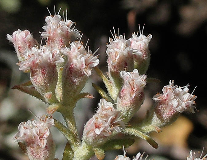 Detailed Picture 2 of Santa Catalina Island Buckwheat