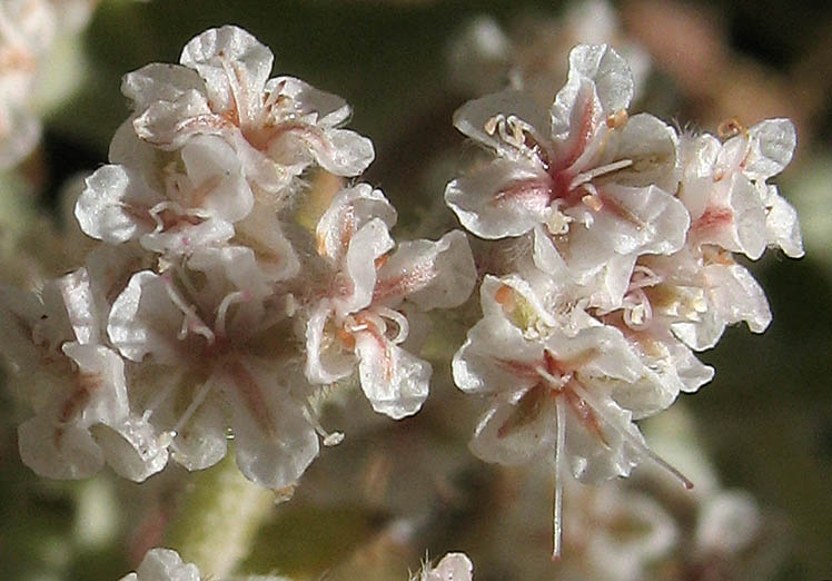 Detailed Picture 1 of Santa Catalina Island Buckwheat