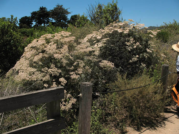 Detailed Picture 4 of Santa Catalina Island Buckwheat