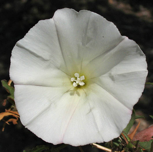 Detailed Picture 1 of South Coast False Bindweed