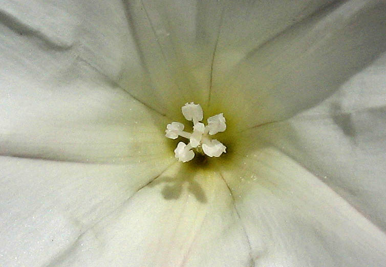 Detailed Picture 2 of South Coast False Bindweed