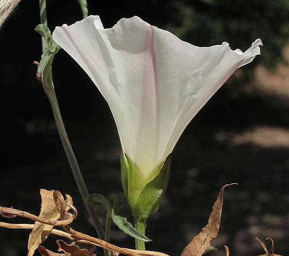 Detailed Picture 3 of South Coast False Bindweed