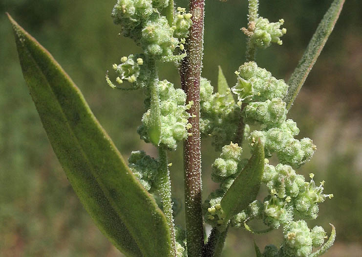 Detailed Picture 3 of Pitseed Goosefoot