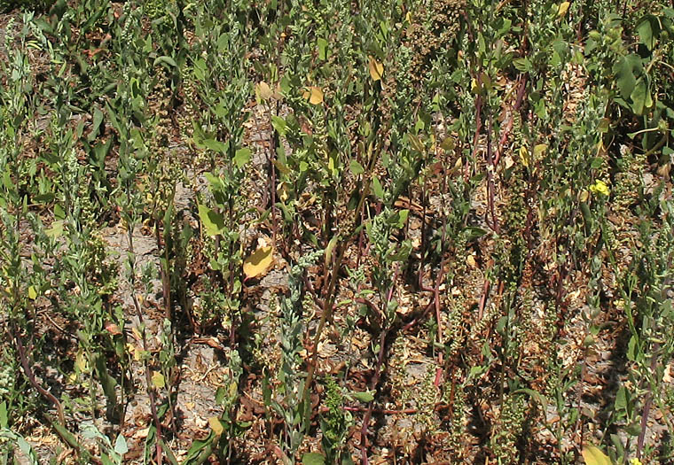 Detailed Picture 6 of Pitseed Goosefoot