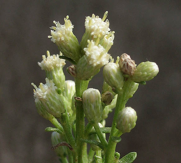 Detailed Picture 4 of Hybrid Desertbroom