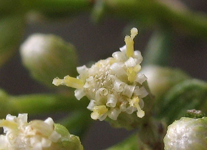 Detailed Picture 2 of Hybrid Desertbroom