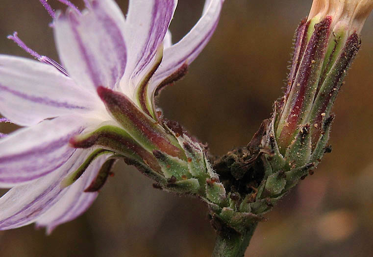 Detailed Picture 4 of San Diego Milk-aster