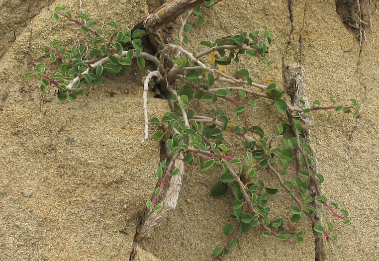 Detailed Picture 5 of Cliff Spurge