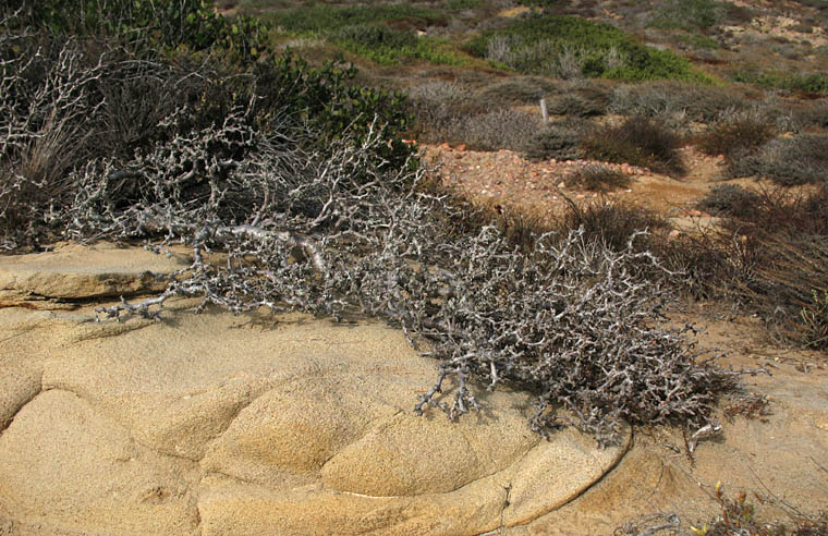 Detailed Picture 7 of Cliff Spurge