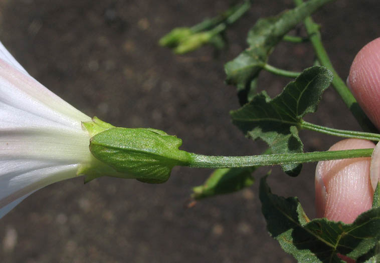 Detailed Picture 8 of Wild Morning Glory