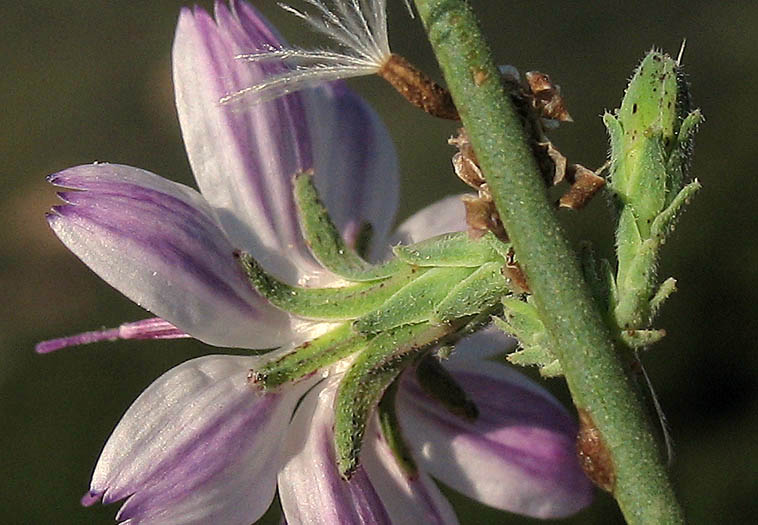 Detailed Picture 3 of Twiggy Wreath Plant