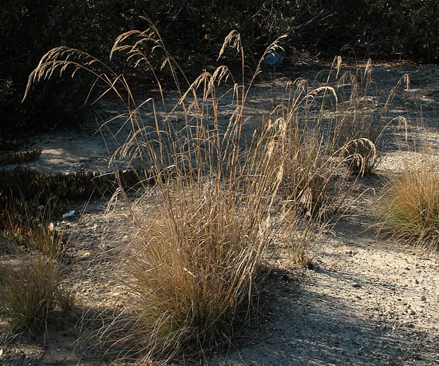 Detailed Picture 4 of Smilo Grass