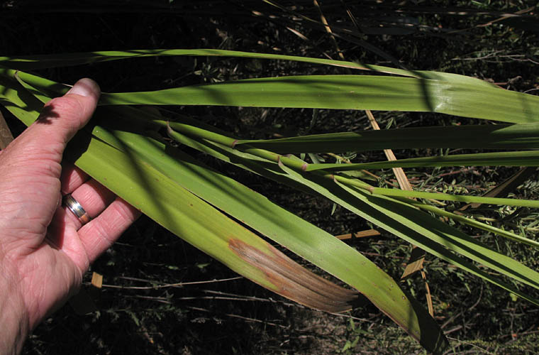 Detailed Picture 7 of Giant Wild Rye