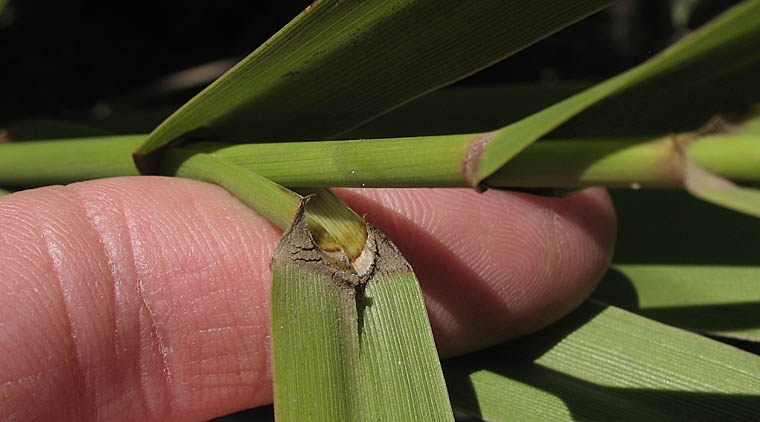 Detailed Picture 8 of Giant Wild Rye