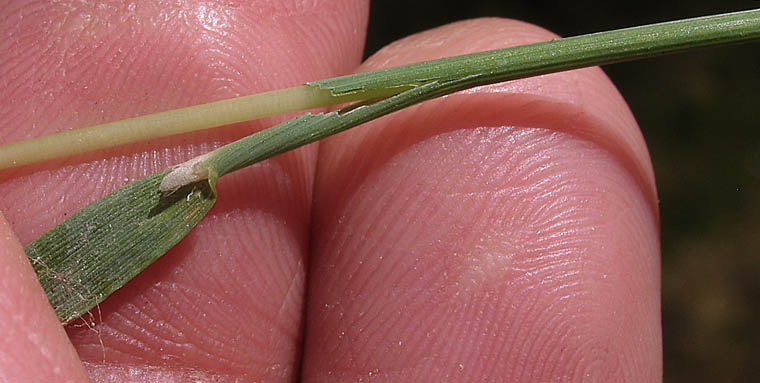 Detailed Picture 5 of Water Beardgrass