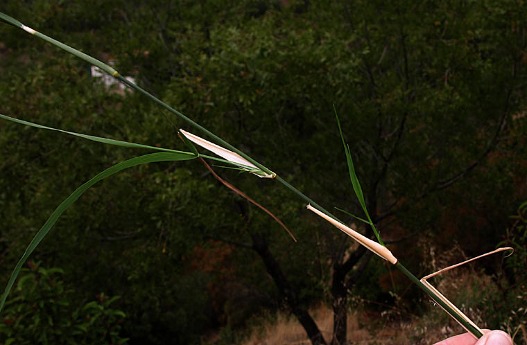 Detailed Picture 5 of Smilo Grass