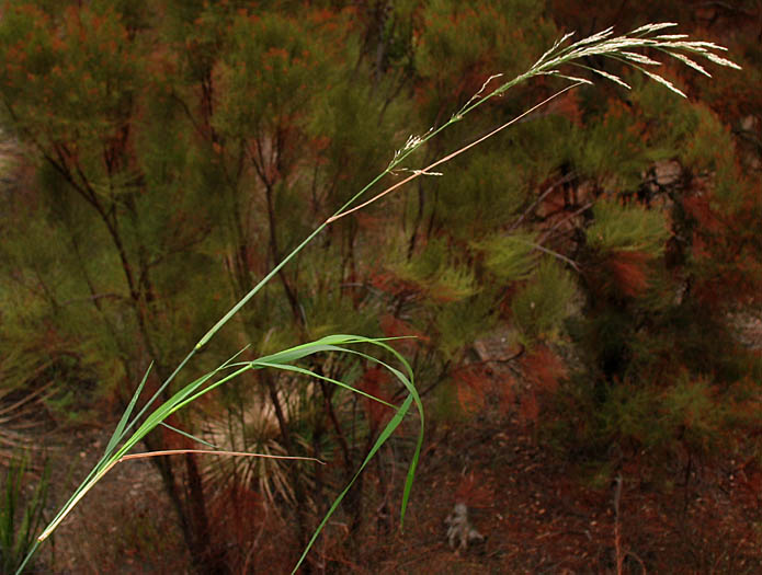 Detailed Picture 3 of Smilo Grass