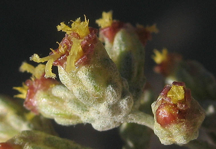 Detailed Picture 1 of Mojave Sagebrush